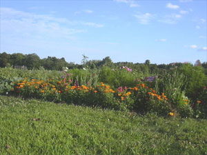 Click to enlarge image in a resizable window.